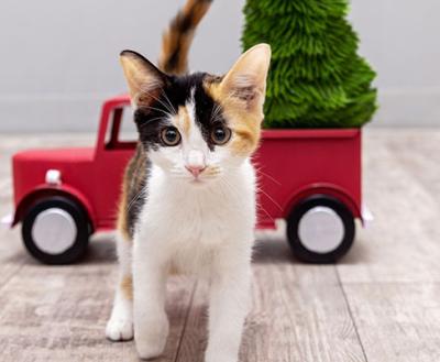 Kitten in front of a red toy truck