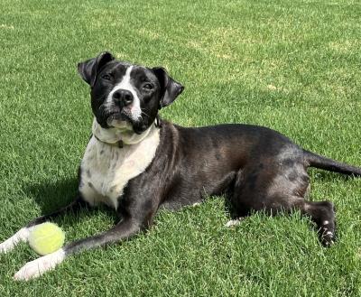 A black and white dog lying on grass with a tennis ball between its front paws