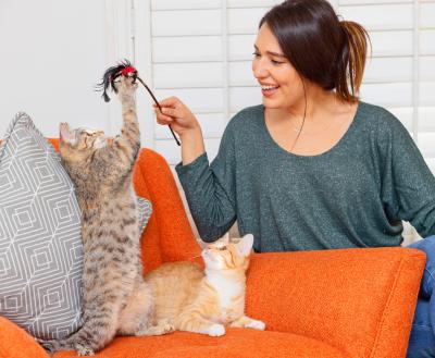 Smiling person playing with two kittens in a living room