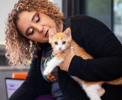 Person holding an orange and white kitten