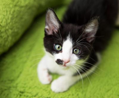 Black and white kitten on a green bed