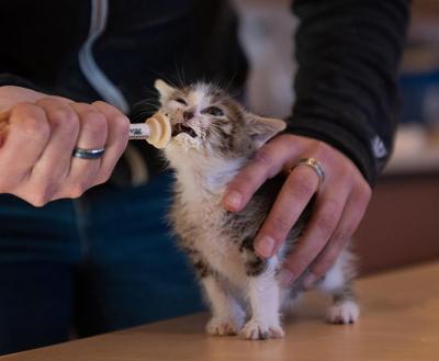 Person syringe feeding a standing kitten