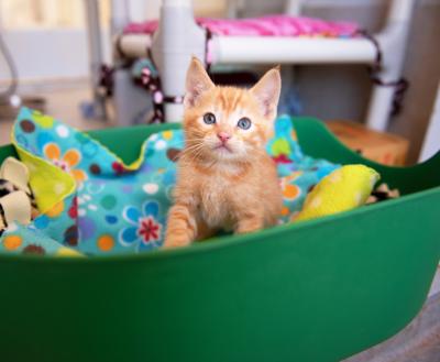 Tiny orange kitten in a fuzzy cat bed