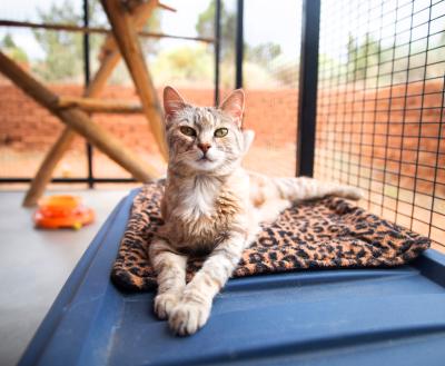 A content cat relaxing in an outdoor catio at Best Friends Animal Sanctuary