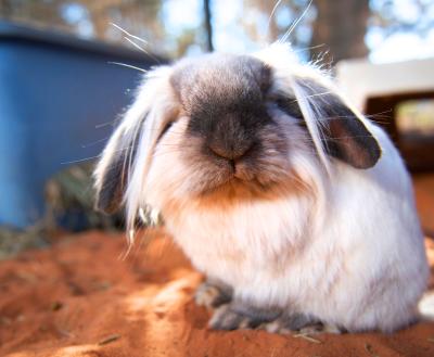 Long-haired bunny in red sand