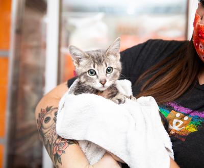 Person holding a tiny gray kitten in a fuzzy towel