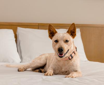 Dog relaxing on a bed at at the 21c Museum Hotel