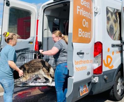 People loading a dog in a crate into a transport van