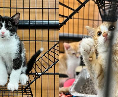 Collage of two photos of adoptable kittens in wire kennels