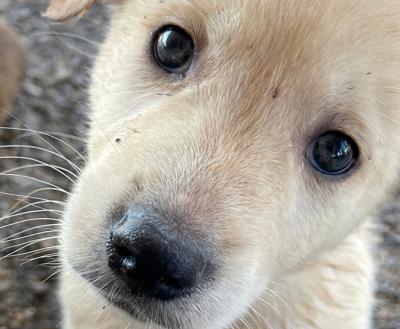 The face of an adoptable blond puppy looking up