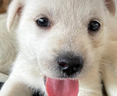 White puppy with tongue sticking out