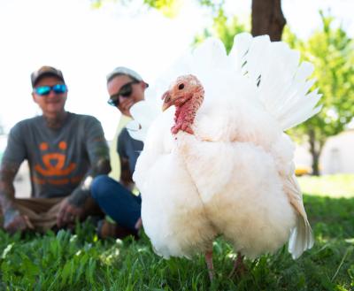 Two people sitting with a turkey in a grassy area
