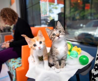 Two curious adoptable kittens sitting with person in a Salt Lake City pet adoption center
