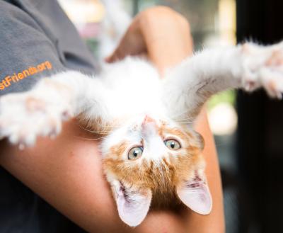 Person holding a relaxed cat who is stretching its arms out