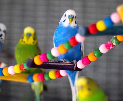 Group of budgies perched on a branch