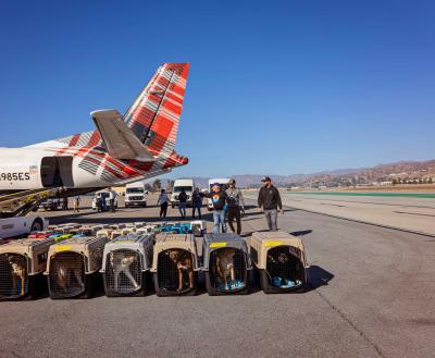 Line of carriers holding animals beside an airplane for transport following the Los Angeles wildfires