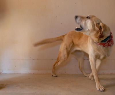 Dog looking backward and barking at a person