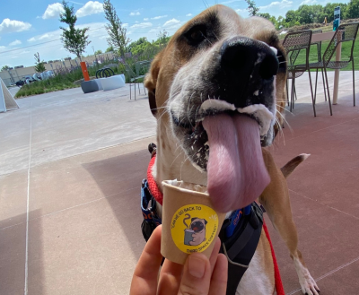 A brown and white dog with a milk mustache licks a paper cup filled with whipped cream