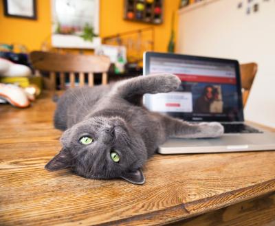Cat laying next to a laptop on a dining room table