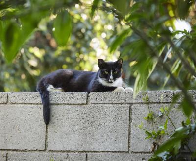 Cat relaxing on a cement wall outside