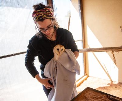 Person holding a barn owl while caring for it