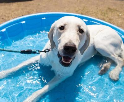 Leashed white dog lying in a blue kiddie pool