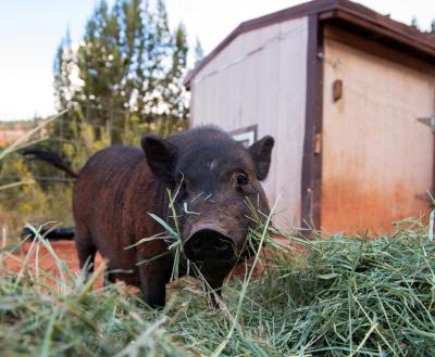 Happy pig in hay
