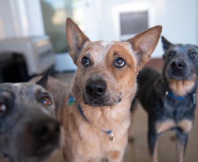 Three medium size brown and black dogs indoors together