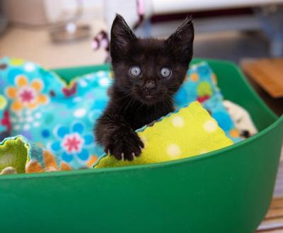 Black kitten in a green plastic bed filled with blankets