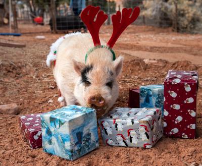 A happy pig sniffing nicely wrapped gift boxes
