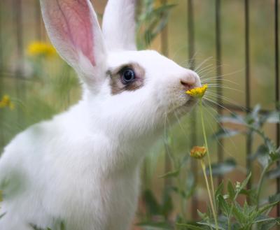 Bunny in green grass smelling a yellow flower