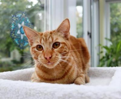 Merritt courtesy of Paws and Claws Rescue