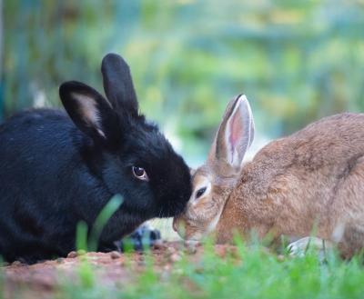 Phoenix and Thumbelina the rabbits nose-to-nose outside in grass