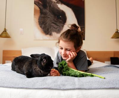 Person looking at a bunny eating lettuce on a bed