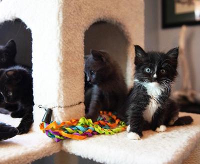 Litter of kittens in a cat tree