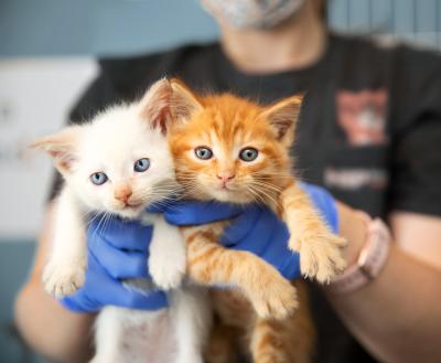 Person holding tiny kittens in front of them