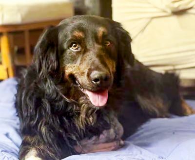 Trooper the dog lying on a cushion
