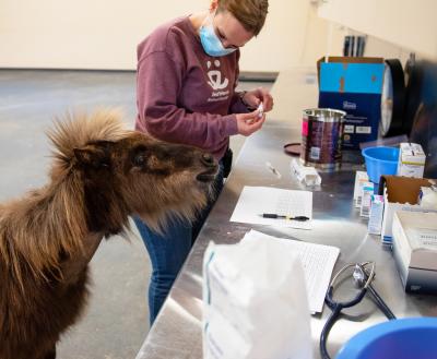Caregiver preparing medication with a small horse looking on