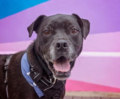 Big dog standing outside in front of a mural