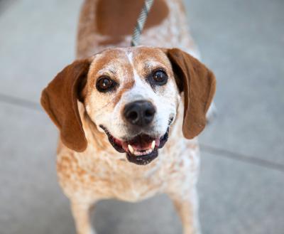 Brown and white smiling beagle-type dog