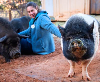 Volunteer sitting on the ground with two happy pigs