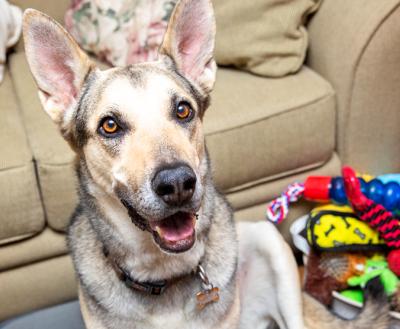 Shepherd dog in front of a couch next to a pile of dog toys