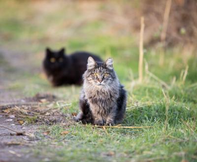 Two ear-tipped community cats outside in some grass