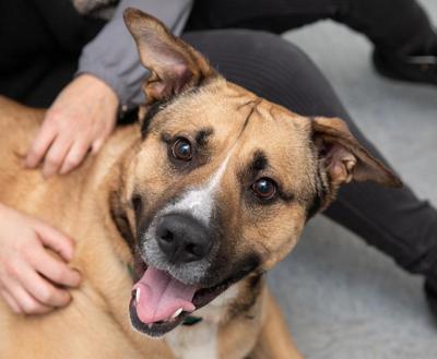 Person's hands on a smiling shepherd-type dog