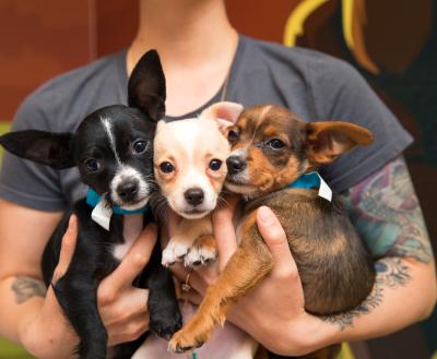 Person holding three tiny puppies in their arms