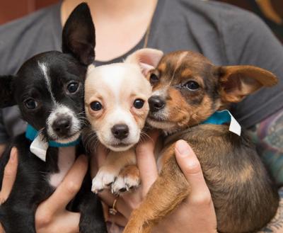 Person with tattoos on arms holding three puppies