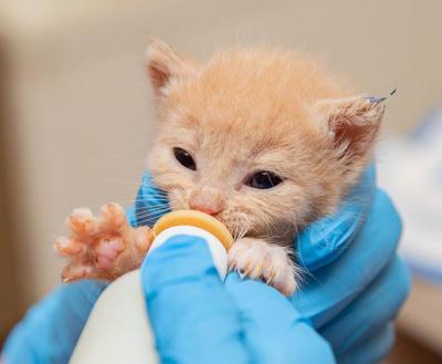 Cream colored kitten being bottle-fed by a person wearing blue rubber gloves