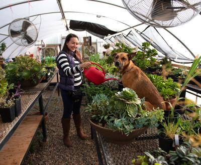 Person watering plants in a greenhouse while a dog looks on