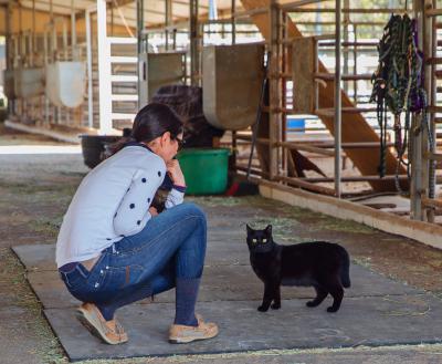 A working cat in a barn with a person in Utah