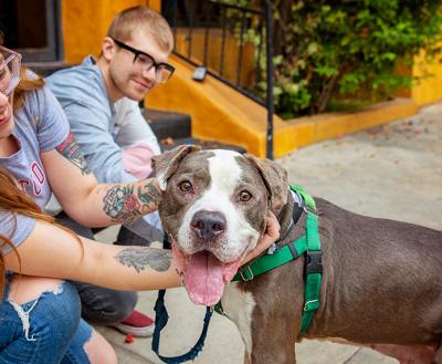 Two happy people outside on a sidewalk with a smiling gray and white pit bull type dog whose tongue is out